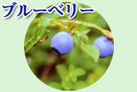 ブルーベリー