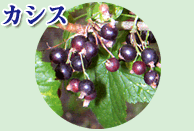 カシス